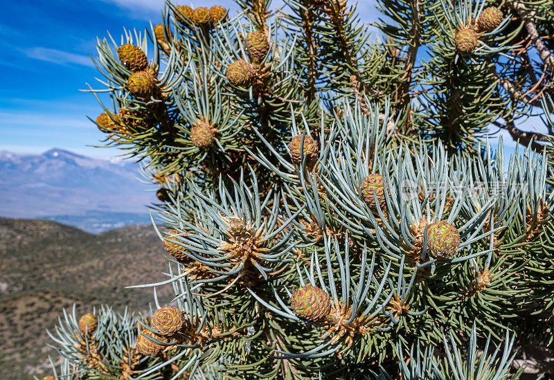 单叶松(Pinus monophylla)是松树的一种，属于松科，生长在美国西部、墨西哥和加拿大的山区。古狐尾松林;白色山脉;因约国家森林;阴阳县;